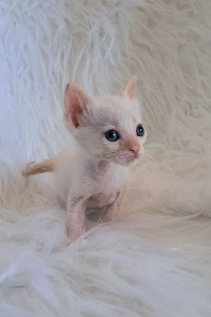 Gato raça SRD-ViraLata idade 2 a 6 meses nome kurt