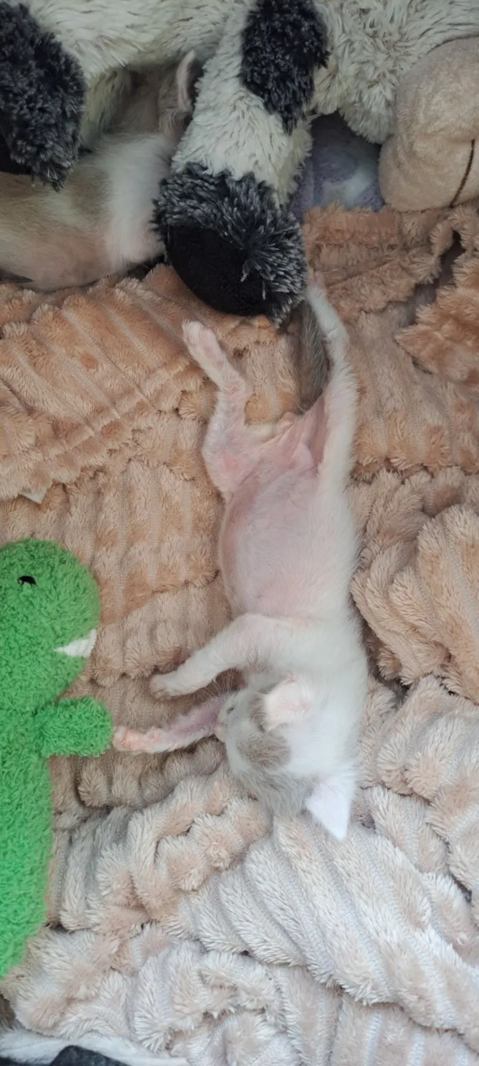 Gato raça SRD-ViraLata idade 2 a 6 meses nome kurt