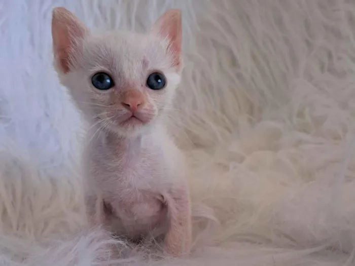 Gato raça SRD-ViraLata idade 2 a 6 meses nome kurt