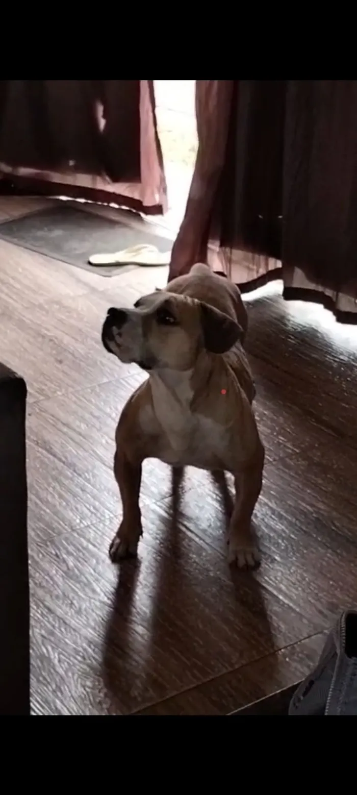 Cachorro raça Pit-Bull idade 5 anos nome Zoe