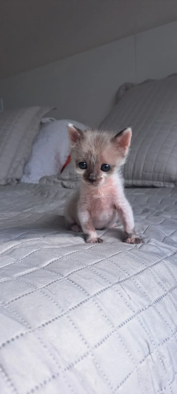 Gato raça SRD-ViraLata idade 2 a 6 meses nome Ozzy