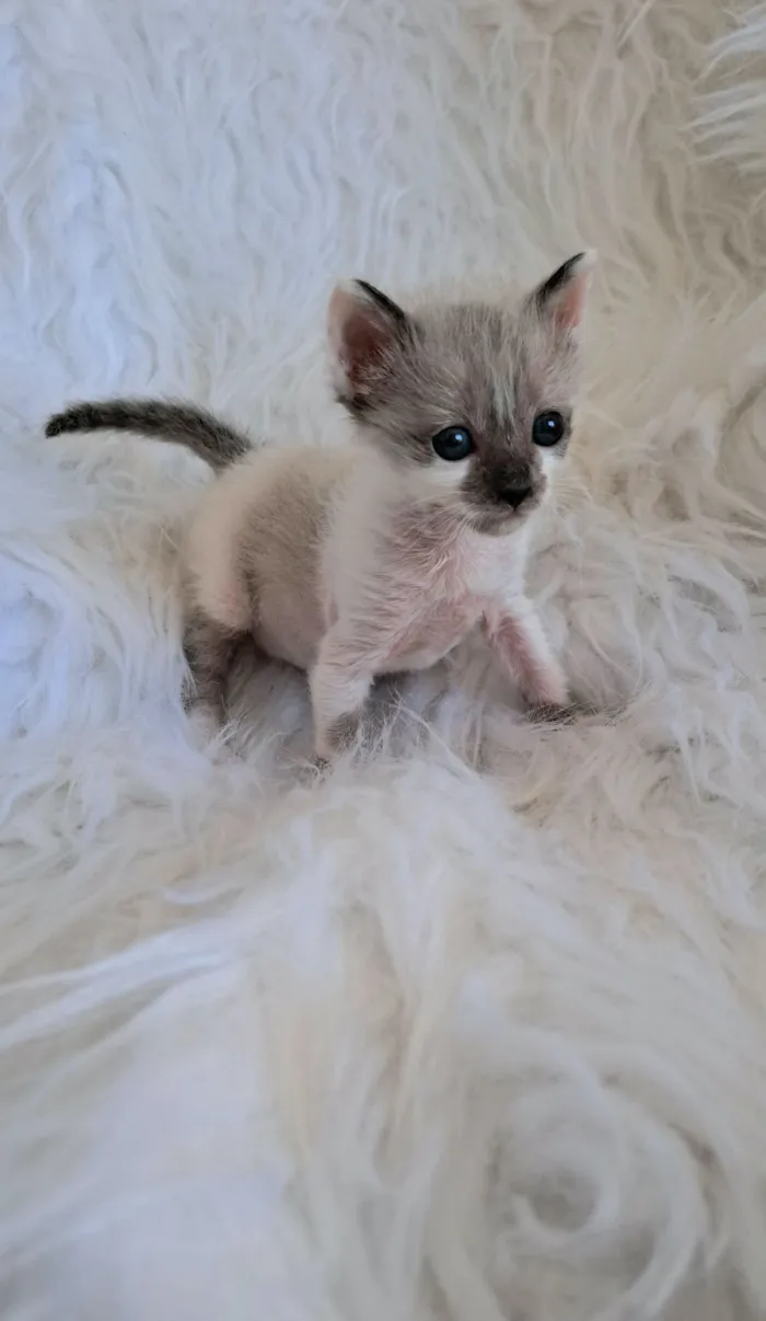 Gato raça SRD-ViraLata idade 2 a 6 meses nome Ozzy