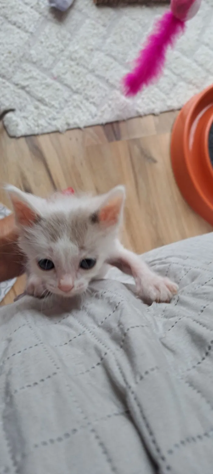 Gato raça SRD-ViraLata idade Abaixo de 2 meses nome Mick