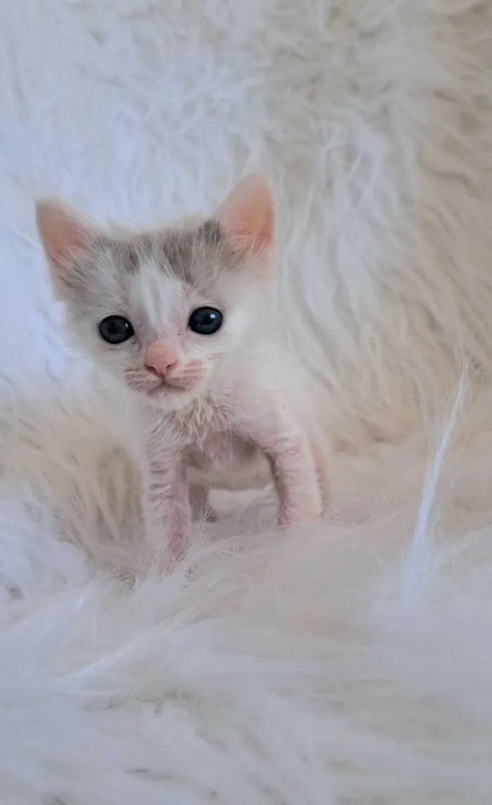 Gato raça SRD-ViraLata idade Abaixo de 2 meses nome Mick