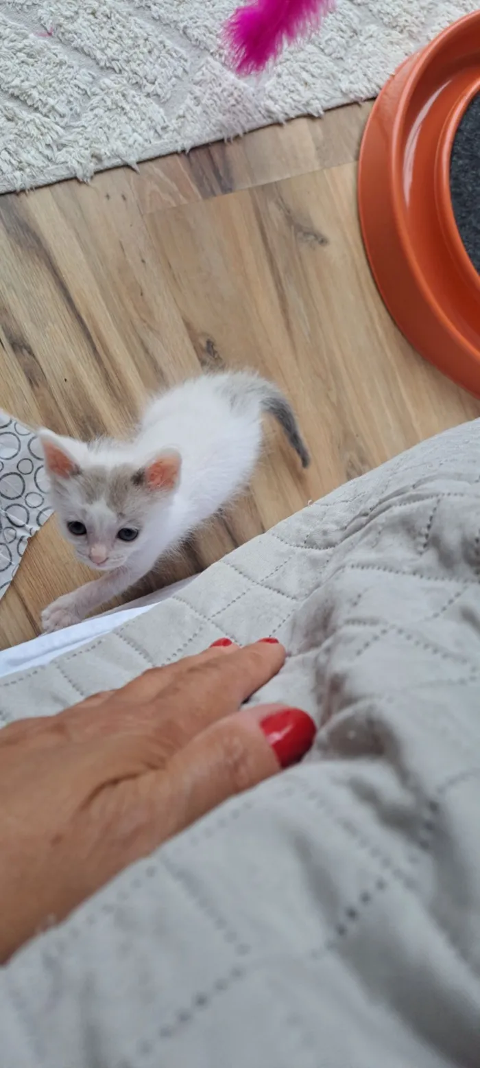 Gato raça SRD-ViraLata idade Abaixo de 2 meses nome Mick