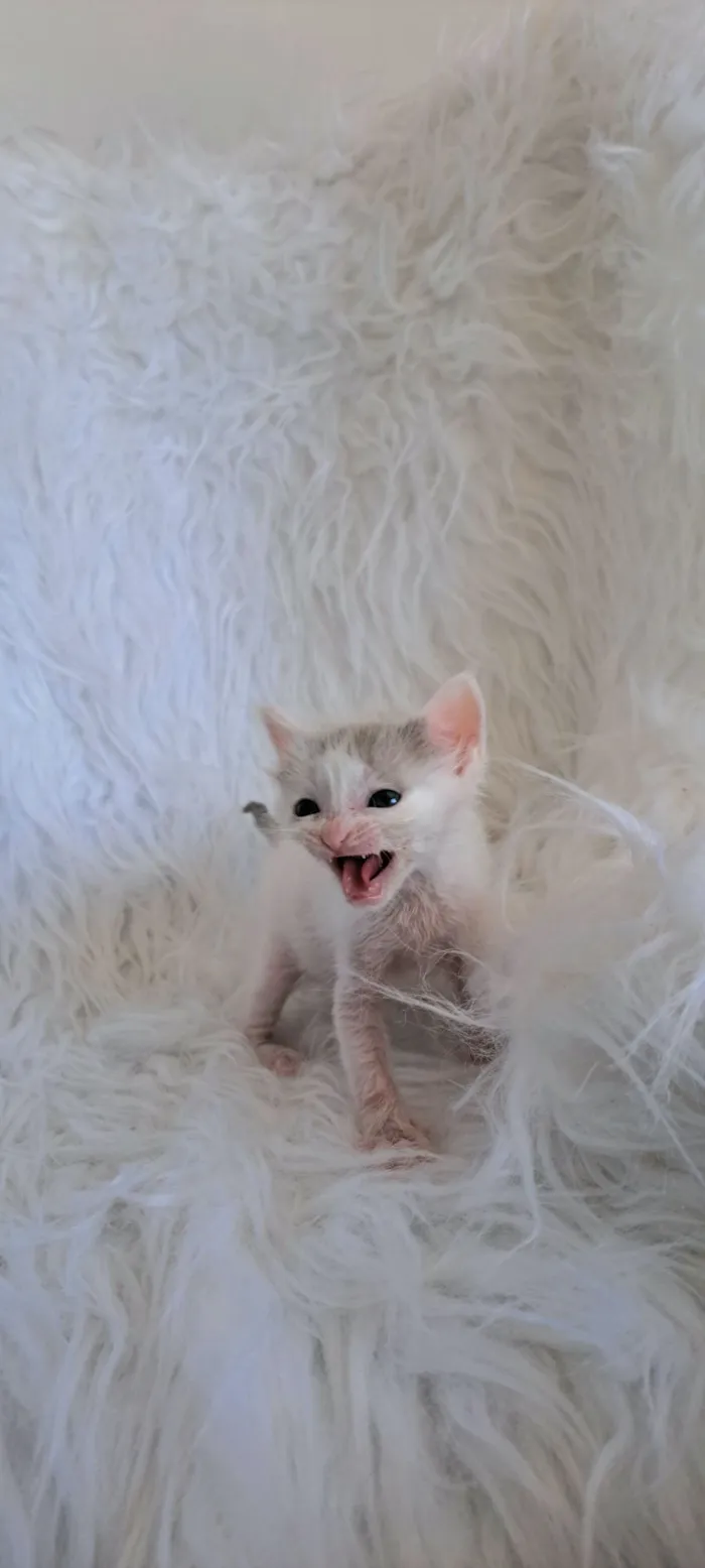 Gato raça SRD-ViraLata idade Abaixo de 2 meses nome Mick