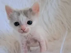 Gato raça SRD-ViraLata idade Abaixo de 2 meses nome Mick