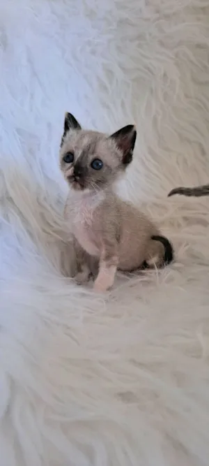 Gato raça SRD-ViraLata idade 2 a 6 meses nome Janis