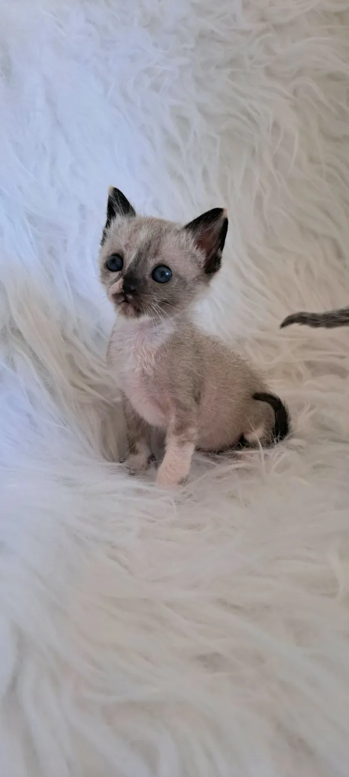 Gato raça SRD-ViraLata idade 2 a 6 meses nome Janis