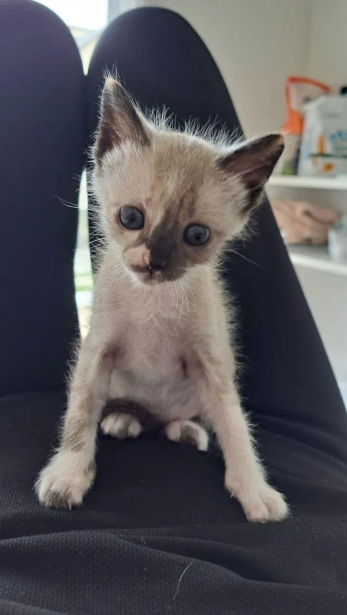 Gato raça SRD-ViraLata idade 2 a 6 meses nome Janis