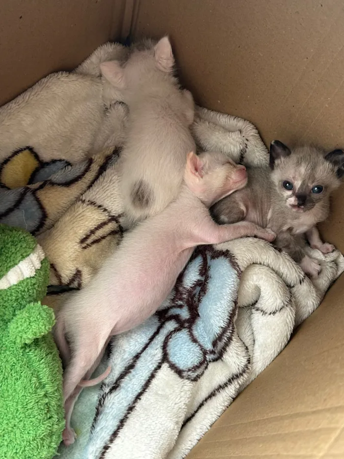 Gato raça SRD-ViraLata idade 2 a 6 meses nome Janis