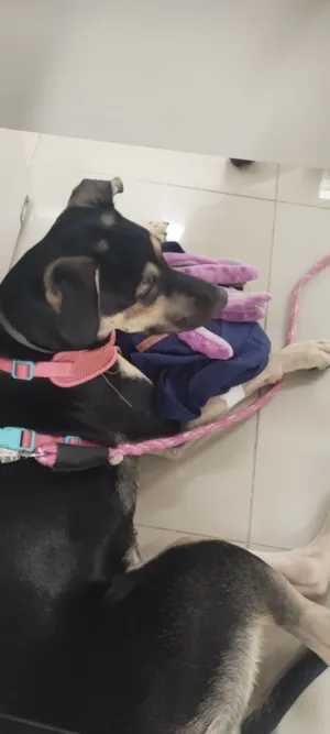 Cachorro raça SRD-ViraLata idade 7 a 11 meses nome Lila