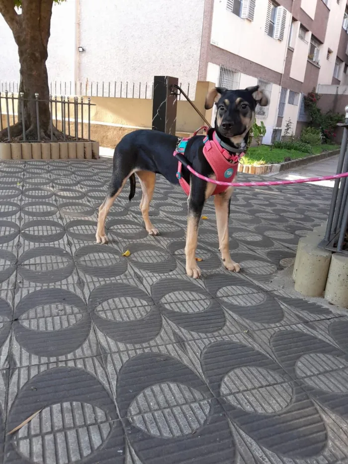 Cachorro raça SRD-ViraLata idade 7 a 11 meses nome Lila