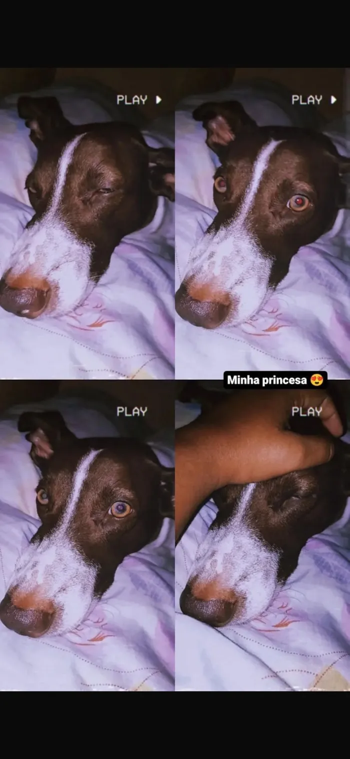 Cachorro raça SRD-ViraLata idade 5 anos nome Nina 