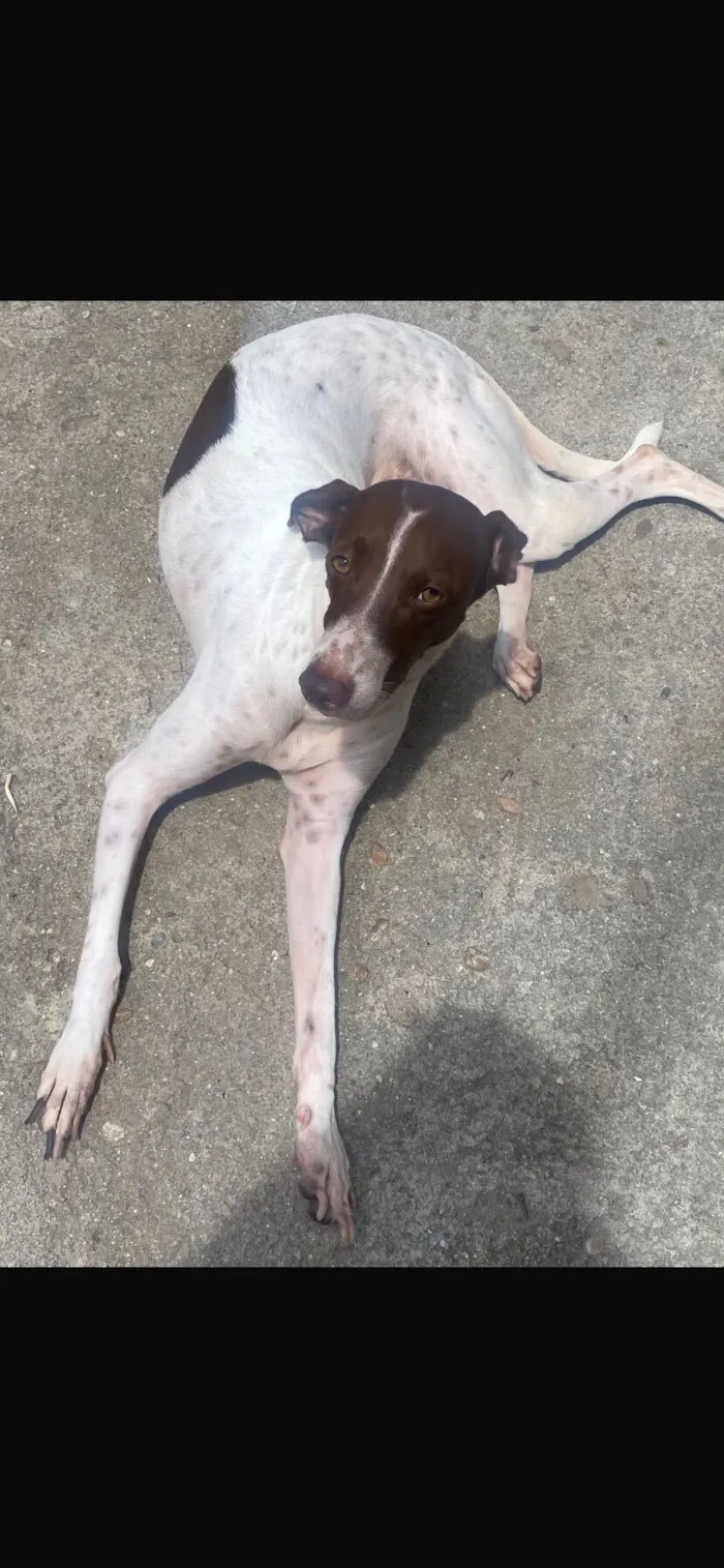 Cachorro raça SRD-ViraLata idade 5 anos nome Nina 