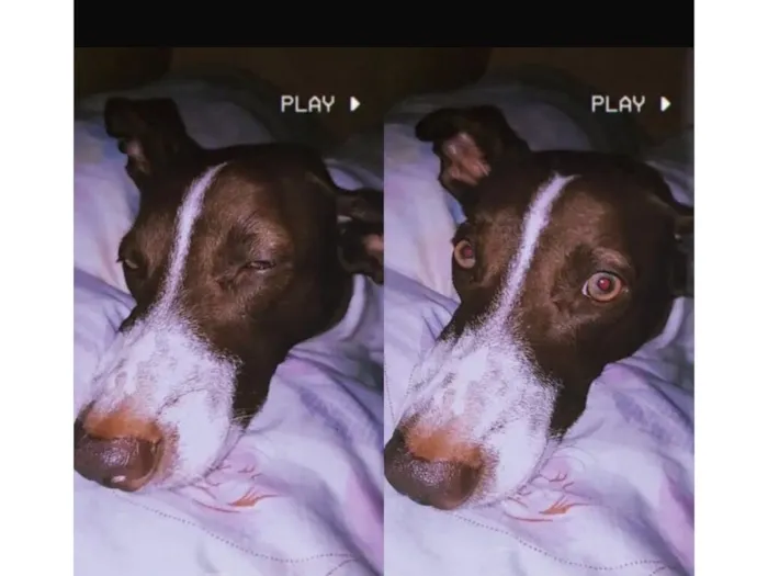 Cachorro raça SRD-ViraLata idade 5 anos nome Nina 