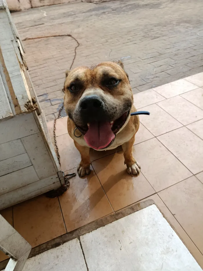 Cachorro raça Pit-Bull idade 5 anos nome Bolinha