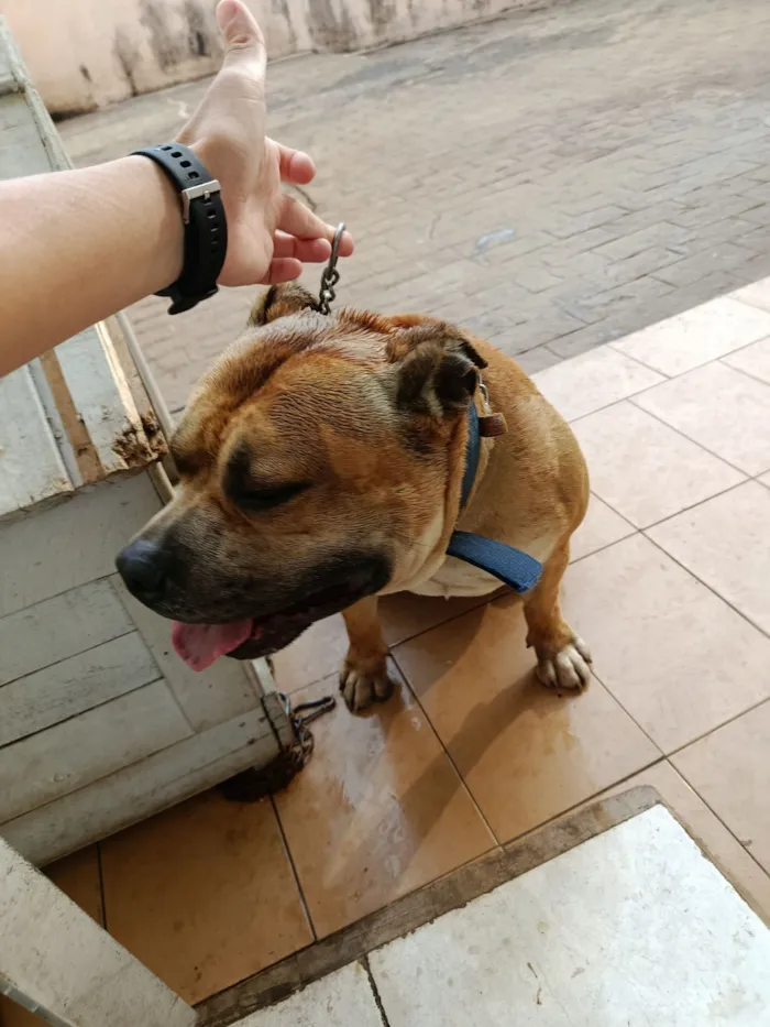 Cachorro raça Pit-Bull idade 5 anos nome Bolinha