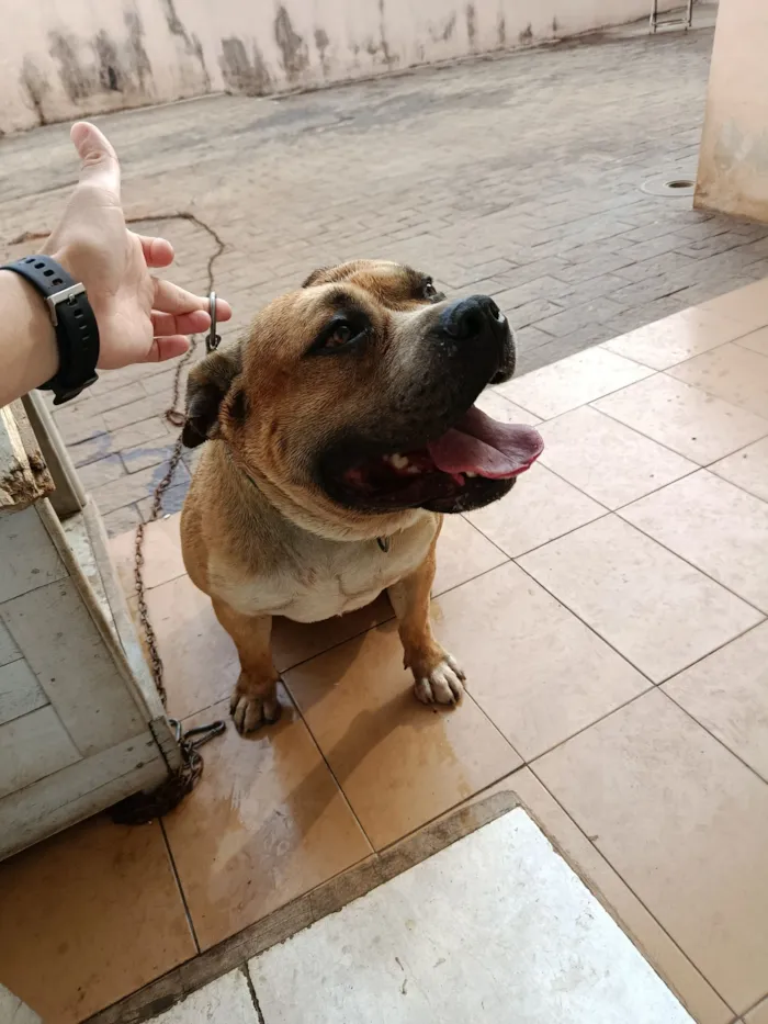 Cachorro raça Pit-Bull idade 5 anos nome Bolinha