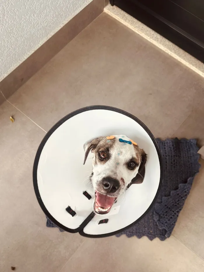 Cachorro raça SRD-ViraLata idade 7 a 11 meses nome Bidu