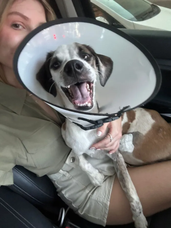 Cachorro raça SRD-ViraLata idade 7 a 11 meses nome Bidu