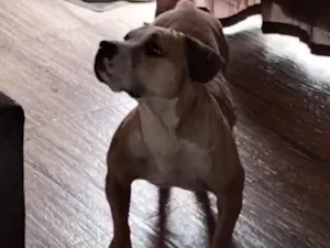 Cachorro raça Pit-Bull idade 5 anos nome Zoe