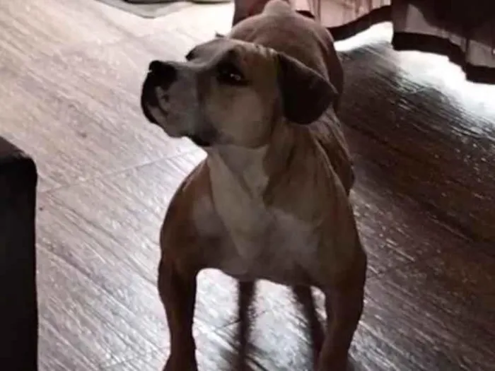 Cachorro raça Pit-Bull idade 5 anos nome Zoe