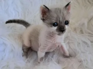 Gato raça SRD-ViraLata idade 2 a 6 meses nome Ozzy