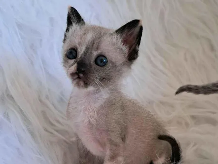 Gato raça SRD-ViraLata idade 2 a 6 meses nome Janis