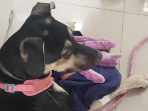 Cachorro raça SRD-ViraLata idade 7 a 11 meses nome Lila