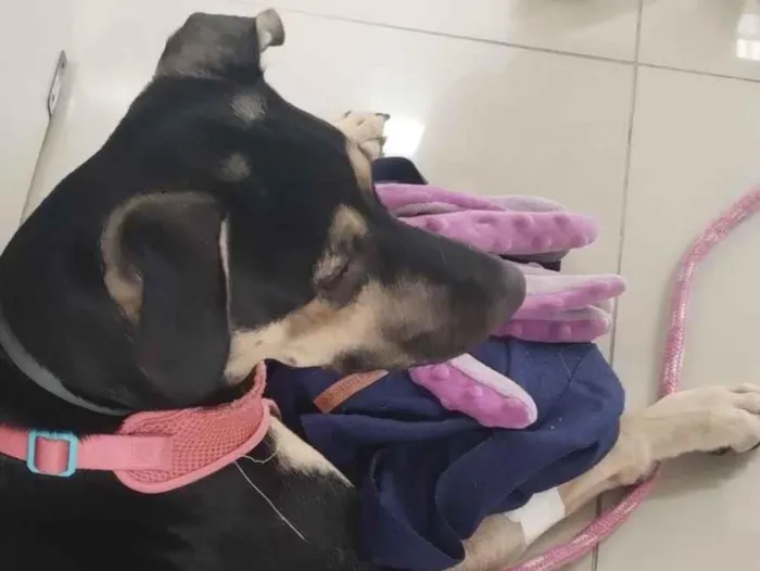 Cachorro raça SRD-ViraLata idade 7 a 11 meses nome Lila