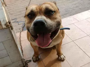 Cachorro raça Pit-Bull idade 5 anos nome Bolinha