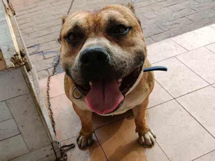 Cachorro raça Pit-Bull idade 5 anos nome Bolinha