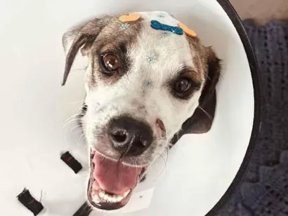 Cachorro raça SRD-ViraLata idade 7 a 11 meses nome Bidu