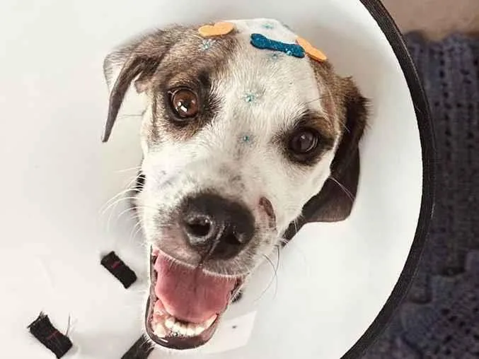 Cachorro raça SRD-ViraLata idade 7 a 11 meses nome Bidu