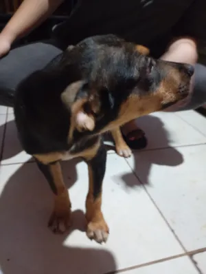 Cachorro raça Rottweiler idade 2 a 6 meses nome Buk