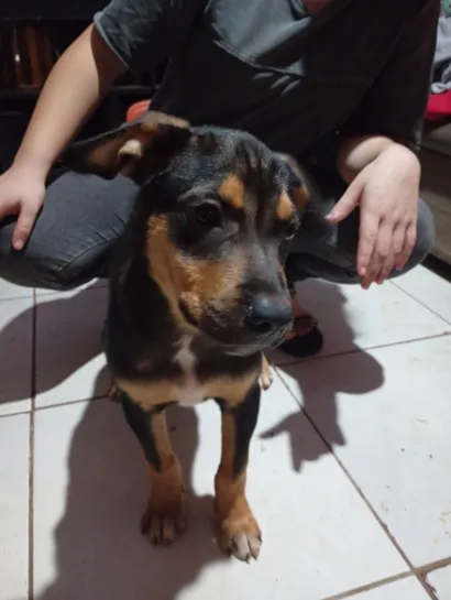 Cachorro raça Rottweiler idade 2 a 6 meses nome Buk