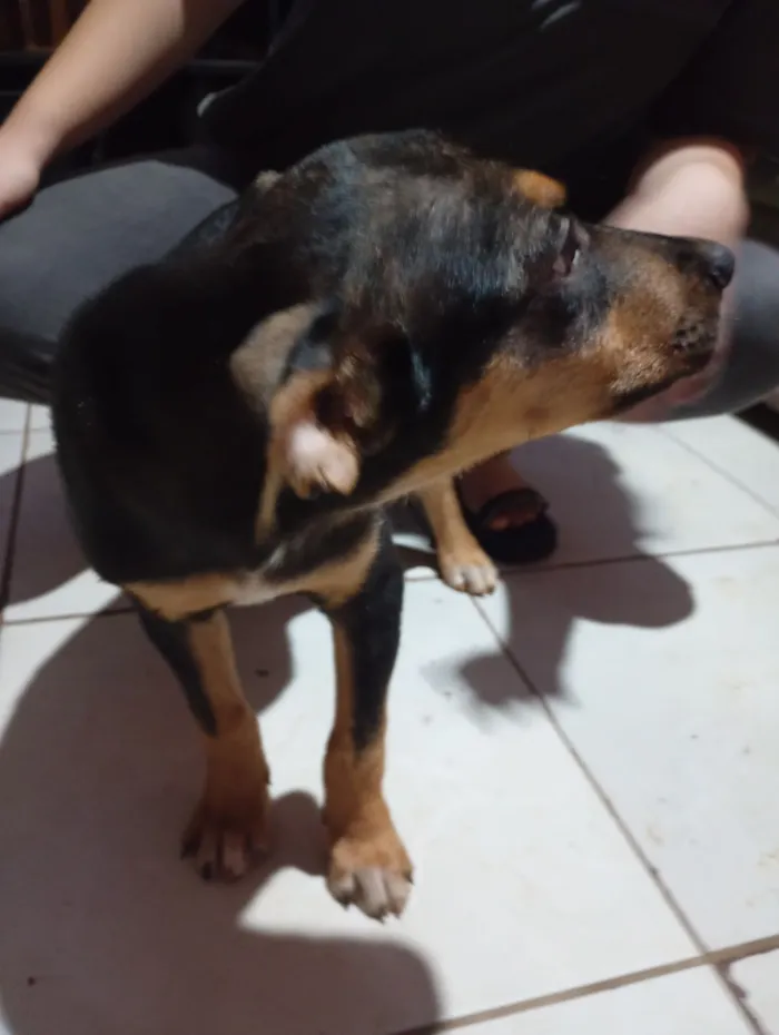 Cachorro raça Rottweiler idade 2 a 6 meses nome Buk