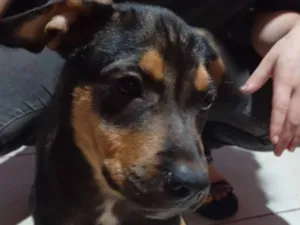 Cachorro raça Rottweiler idade 2 a 6 meses nome Buk