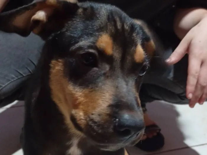 Cachorro raça Rottweiler idade 2 a 6 meses nome Buk