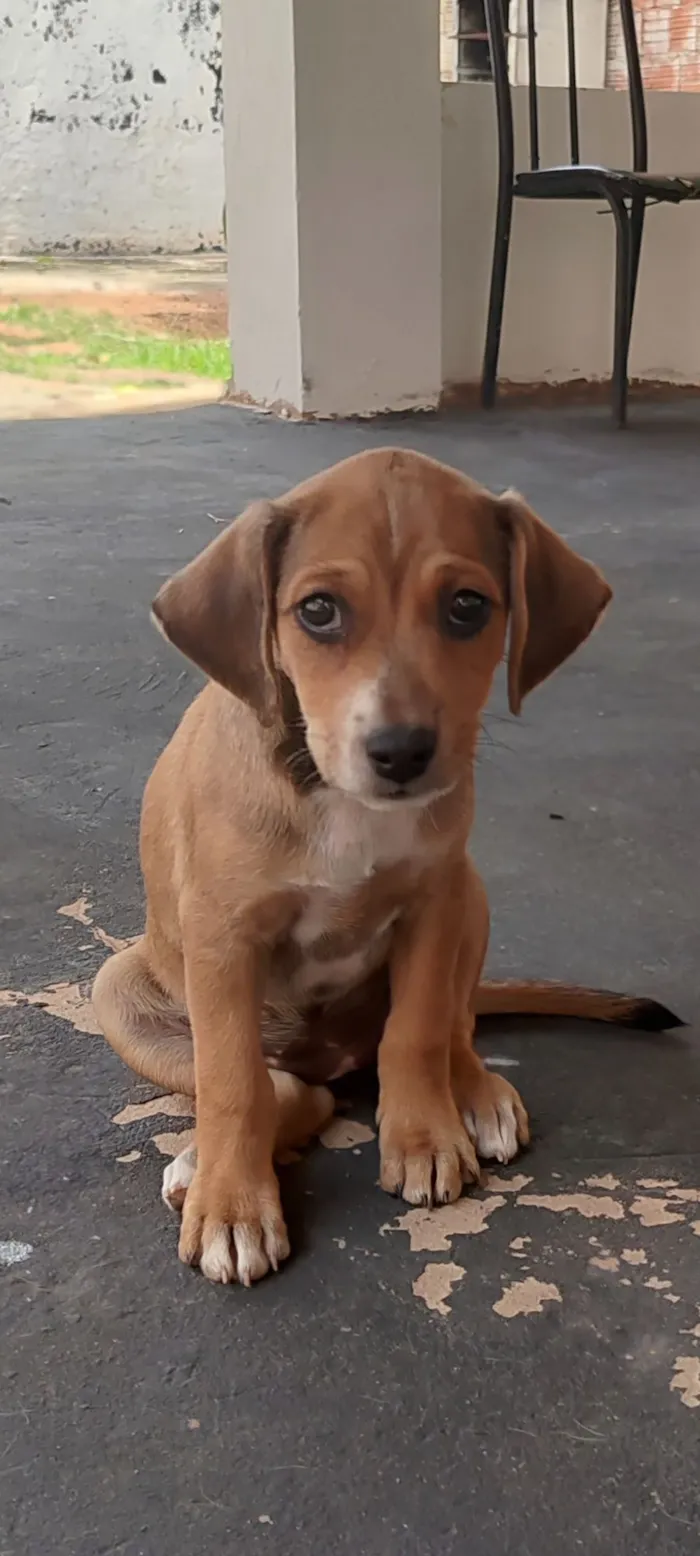 Cachorro raça Rottweiler idade Abaixo de 2 meses nome Doação de cachorrinhos: macho e fêmea 
