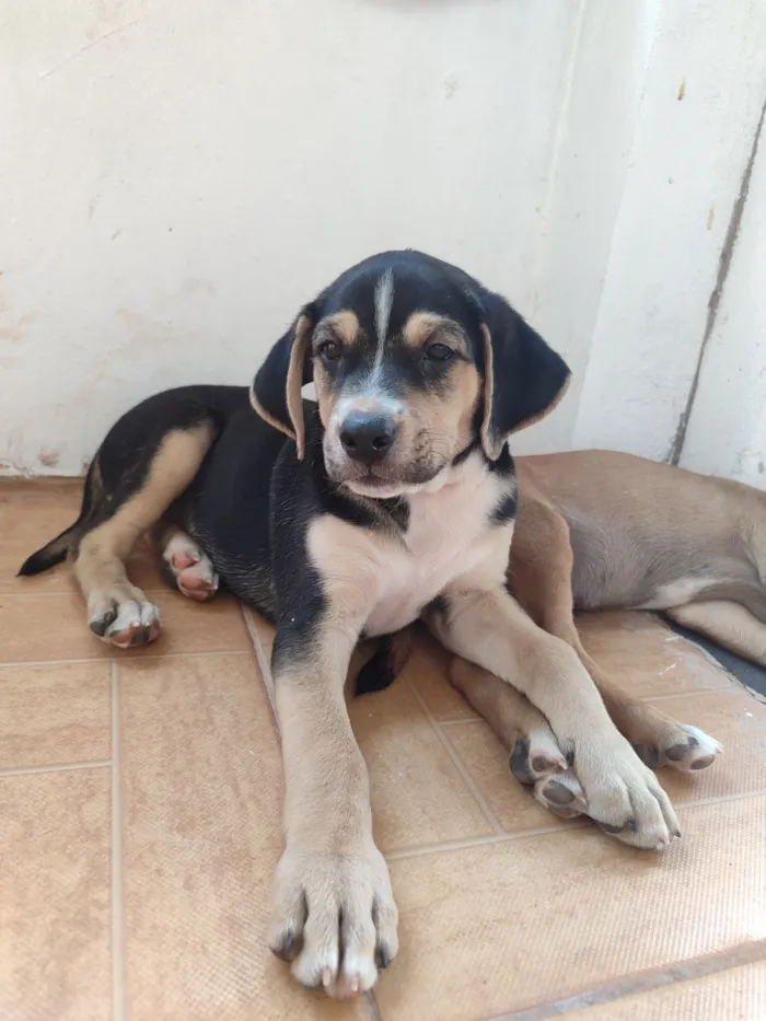 Cachorro raça Rottweiler idade Abaixo de 2 meses nome Doação de cachorrinhos: macho e fêmea 