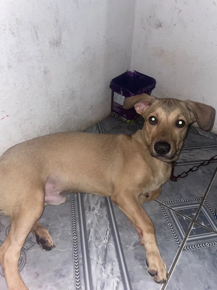 Cachorro raça Não sei idade 2 a 6 meses nome Sansão 