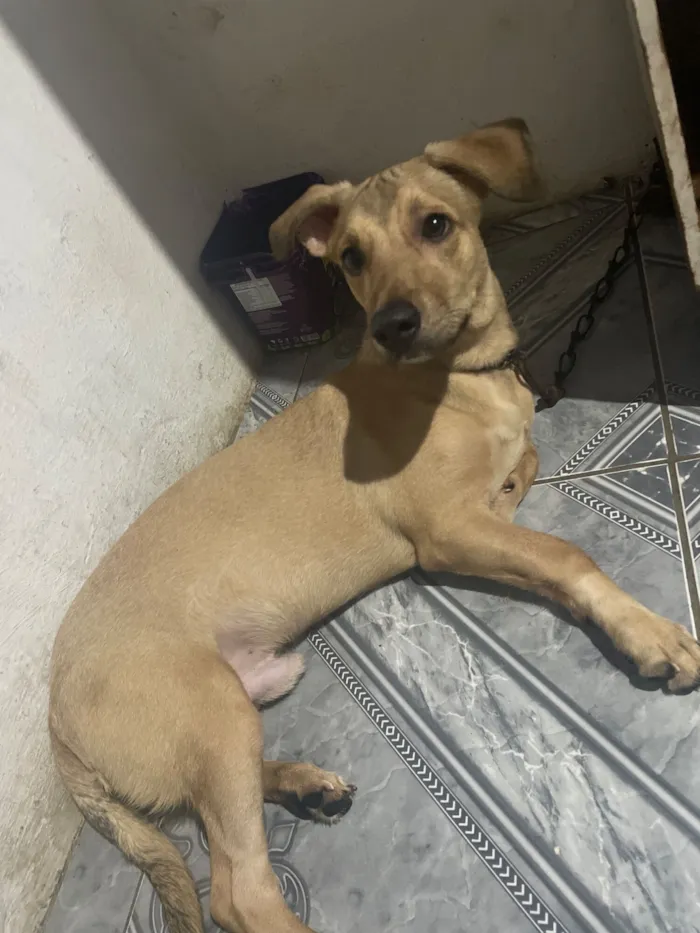 Cachorro raça Não sei idade 2 a 6 meses nome Sansão 