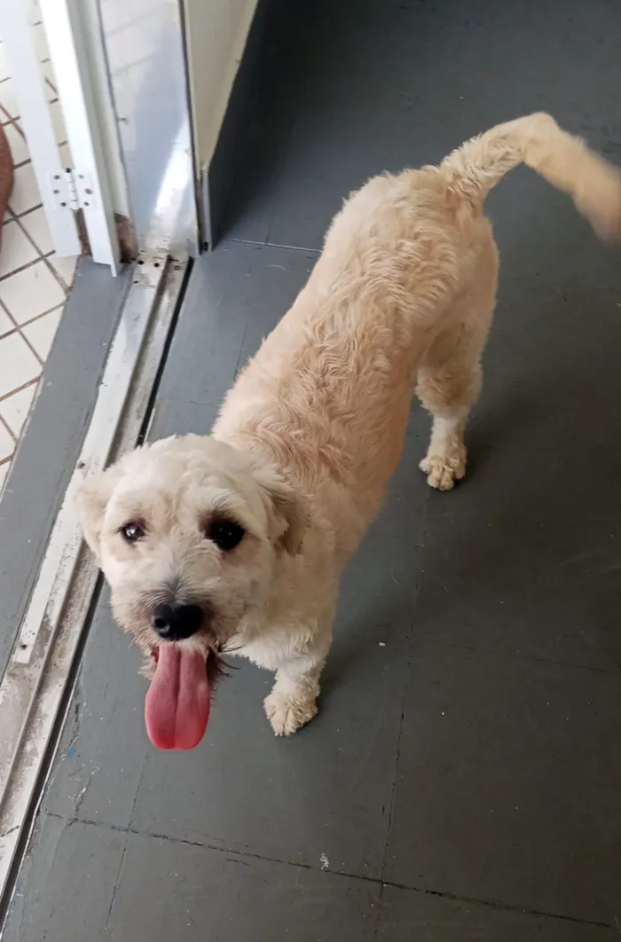 Cachorro raça SRD-ViraLata idade 1 ano nome Luluzinha 