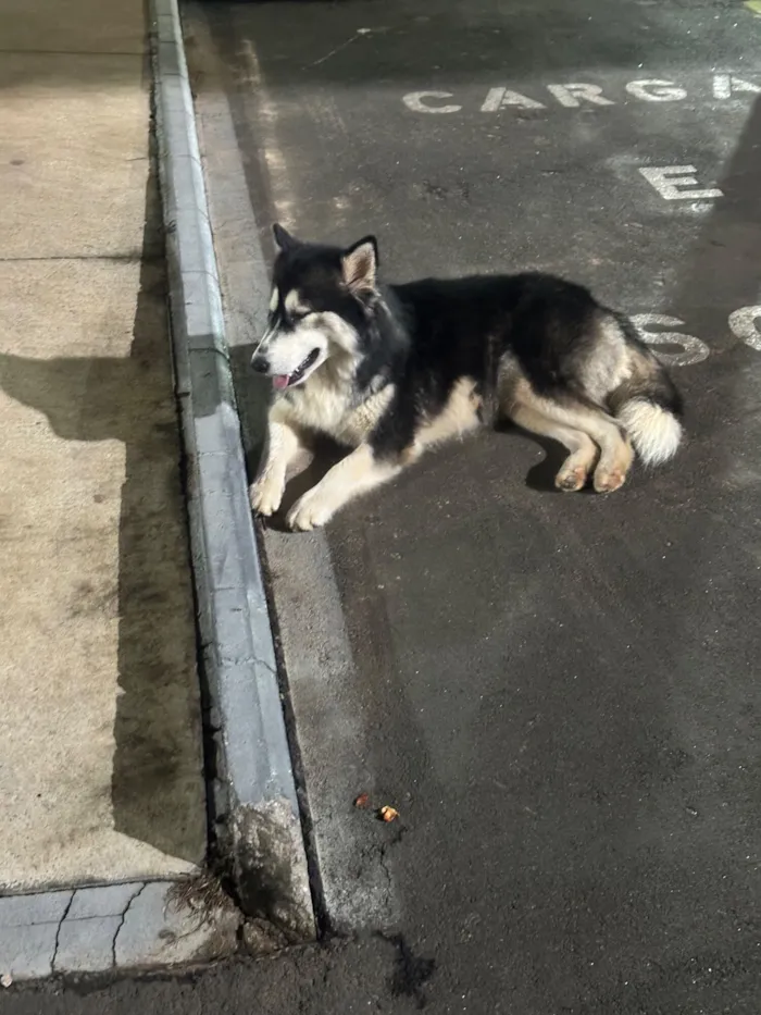 Cachorro raça SRD-ViraLata idade 5 anos nome Laranjinha e Husky - amigos inseparáveis 