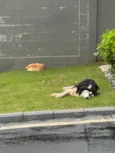 Laranjinha e Husky - amigos inseparáveis 