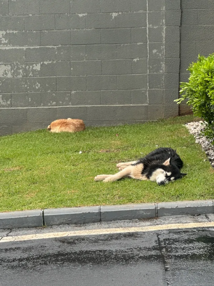 Cachorro raça SRD-ViraLata idade 5 anos nome Laranjinha e Husky - amigos inseparáveis 