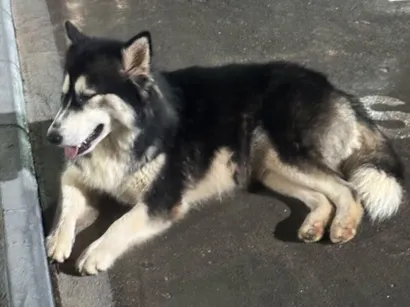 Cachorro raça SRD-ViraLata idade 5 anos nome Laranjinha e Husky - amigos inseparáveis 