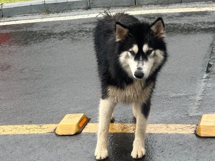 Cachorro raça SRD-ViraLata idade 5 anos nome Laranjinha e Husky - amigos inseparáveis 